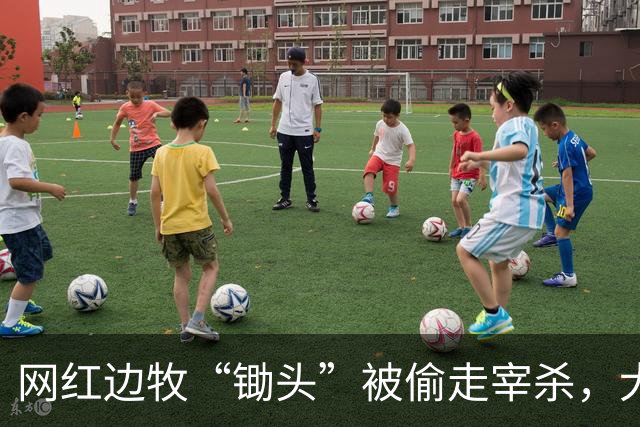 网红边牧“锄头”被偷走宰杀，犬主最新回应：双方已和解，对方赔偿30万元，将全部捐给宠物救助机构